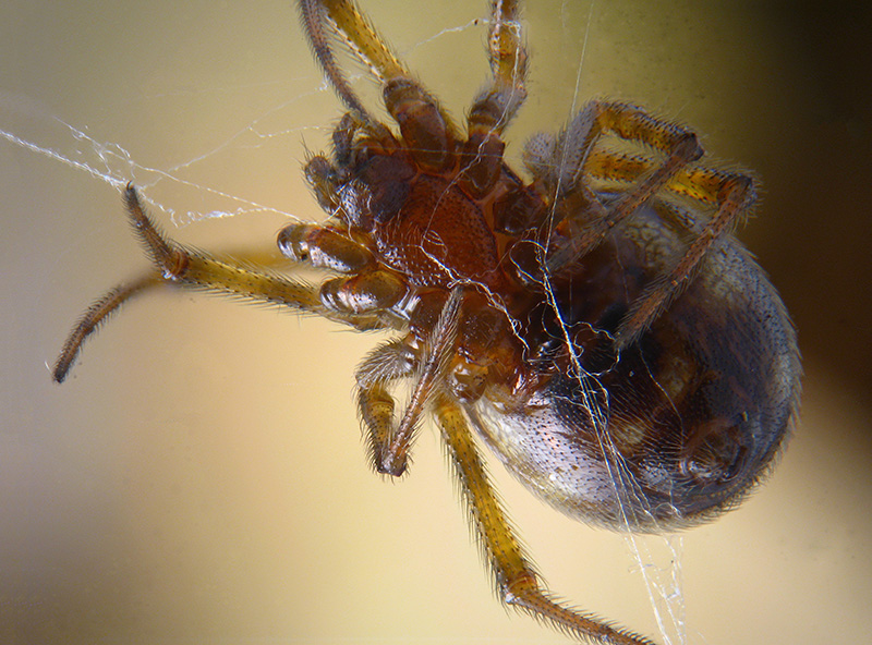 Steatoda triangulosa - Albizzate (VA)